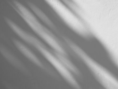 shadow leaf on white wall backgroundの写真素材