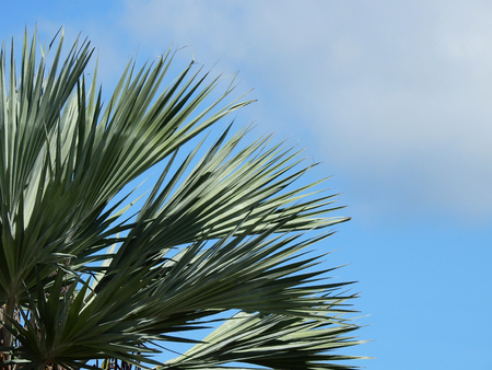 green palm leaf with blue sky backgroundの写真素材