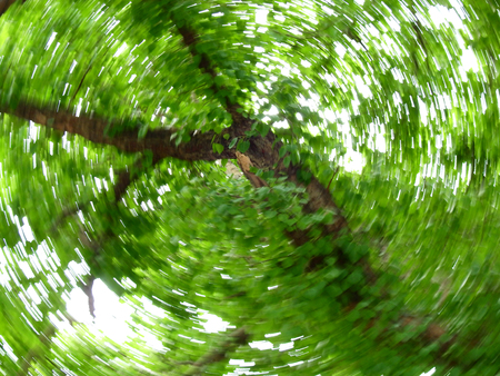 Spiral blur focus of treeの写真素材