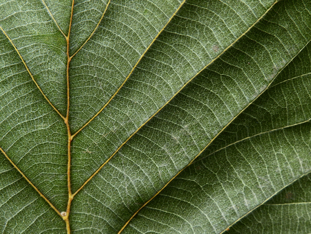 green teak leaf textureの写真素材