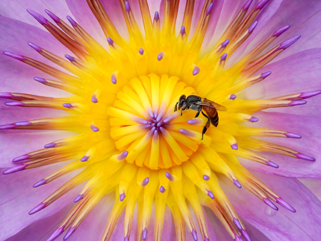 bee on pollen of purple lotusの写真素材