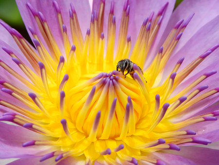 bee on pollen of purple lotusの写真素材
