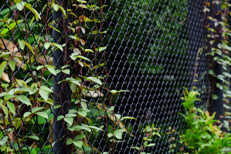 ivy on wire mesh of fence の写真素材