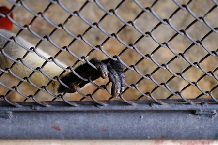 hand of red shanked douc ( Pygathrix nemaeus ) in cage at zooの写真素材