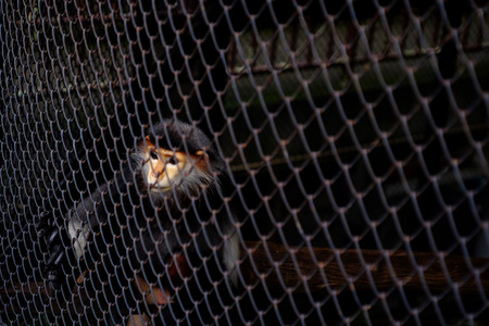 Red shanked douc ( Pygathrix nemaeus ) in cage at zooの写真素材
