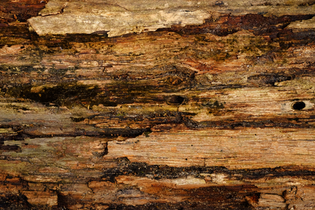 broken wood of tree trunk textureの写真素材