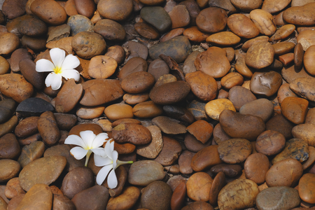 white plumeria on stone floor in gardenの写真素材