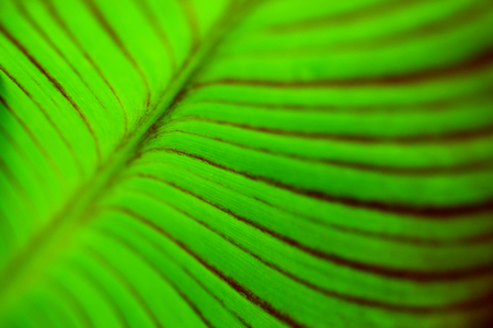 green leaf closeupの写真素材