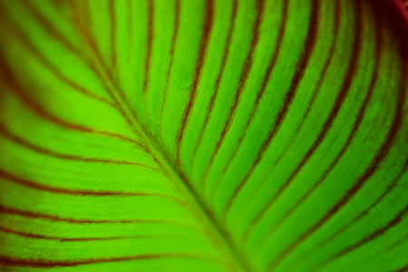 green leaf closeupの写真素材