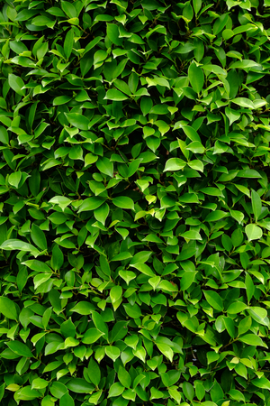 green bush wallの写真素材
