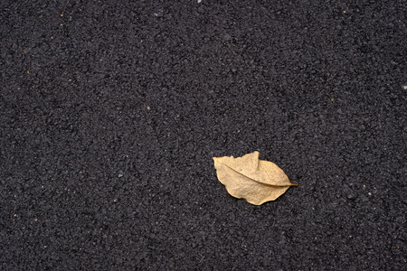 brown autumn leaf on asphalt roadの写真素材