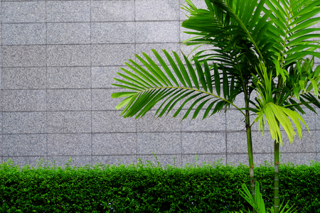 green bush with tile wall background, palm tree in gardenの写真素材