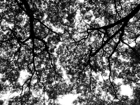 silhouette branch of tree with leafの写真素材
