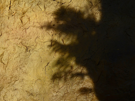 shadow of tree on brown concrete wallの写真素材