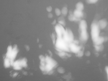 abstract shadow of tree on white wall