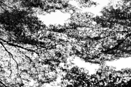blur focus of silhouette tree with bokeh on white backgroundの写真素材