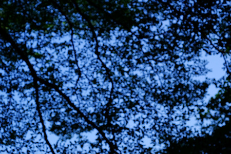 blur focus of silhouette tree with bokeh on blue backgroundの写真素材