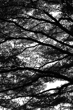 silhouette branch of tree with leafの写真素材