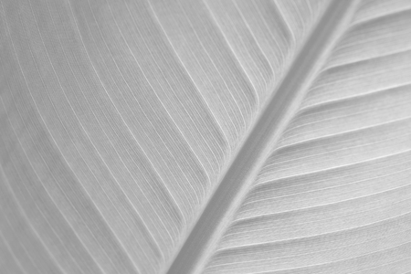 white leaf textureの写真素材