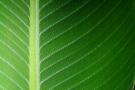 green leaf textureの写真素材