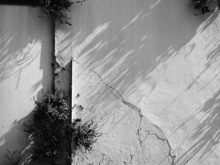 plant on old wall with shadowの写真素材
