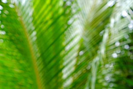 abstract blur of palm leaf backgroundの写真素材