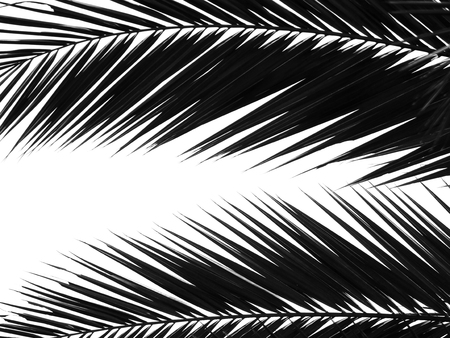 beautiful palms leaf on white backgroundの写真素材