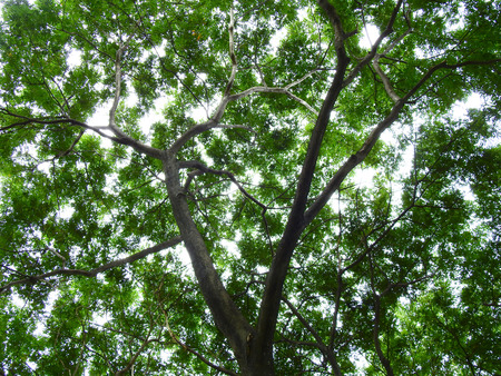 spring tree with green leaf