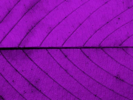 purple leaf textureの写真素材