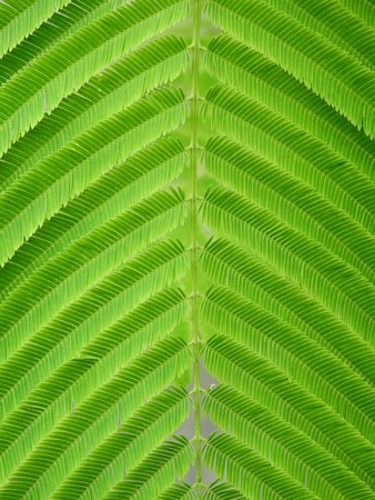 green leaf pattern or texture