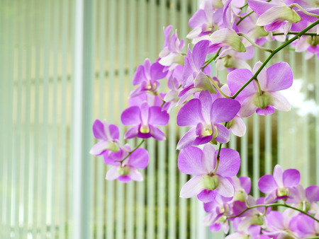 closeup purple orchid flower in gardenの写真素材