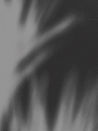 abstract blur shadow of palm leaves on wall