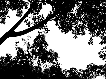 silhouette branch of tree with leafの写真素材
