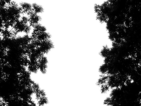 silhouette leaf of tree on white backgroundの写真素材