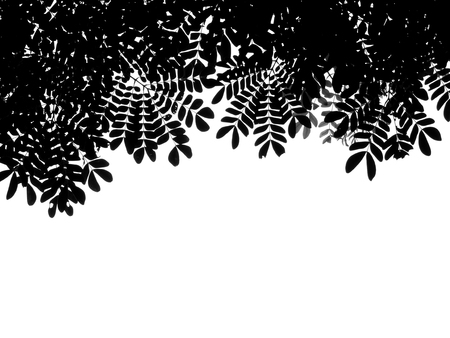 silhouette leaf of tree on white backgroundの写真素材