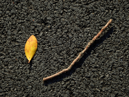 autumn leaf with dry branch on asphalt roadの写真素材