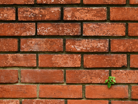 small bodhi tree growth on old brick wall
