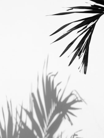 silhouette palm leaf with shadow on white wall backgroundの写真素材
