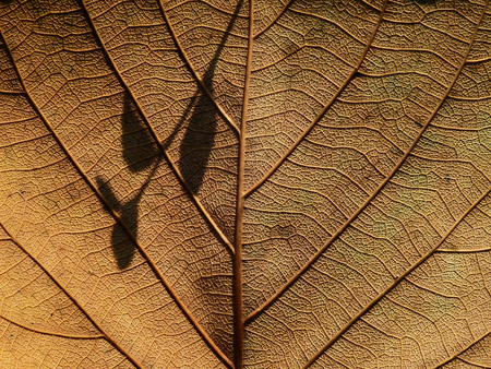 dry brown leaf texture