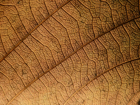 dry brown leaf textureの写真素材