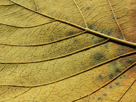 yellow autumn leaf textureの写真素材