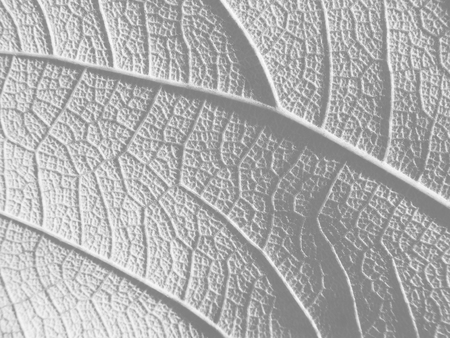 white leaf textureの写真素材
