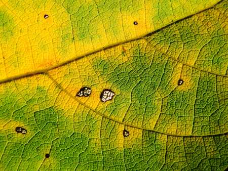 colorful autumn leaf texture closeup style