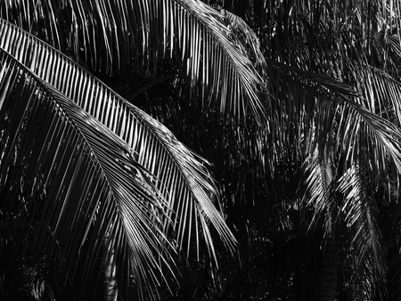 coconut leaf black and white styleの写真素材