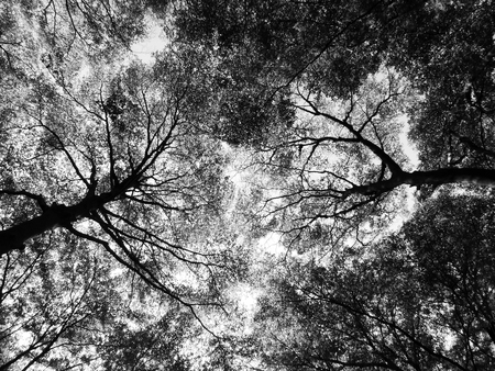 silhouette spring tree black and white styleの写真素材