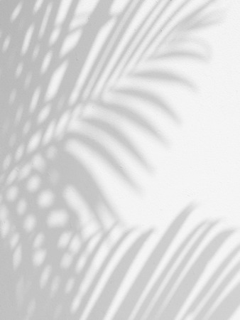 shadow of palm leaves on white wall backgroundの写真素材