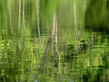 abstract water reflection of green tree at spring seasonの写真素材