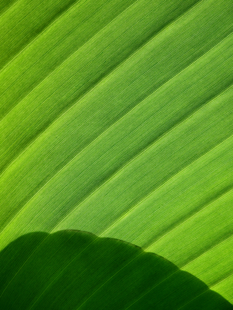 green banana leaf with shadow textureの写真素材