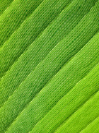 green banana leaf textureの写真素材