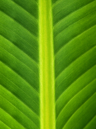 green banana leaf textureの写真素材